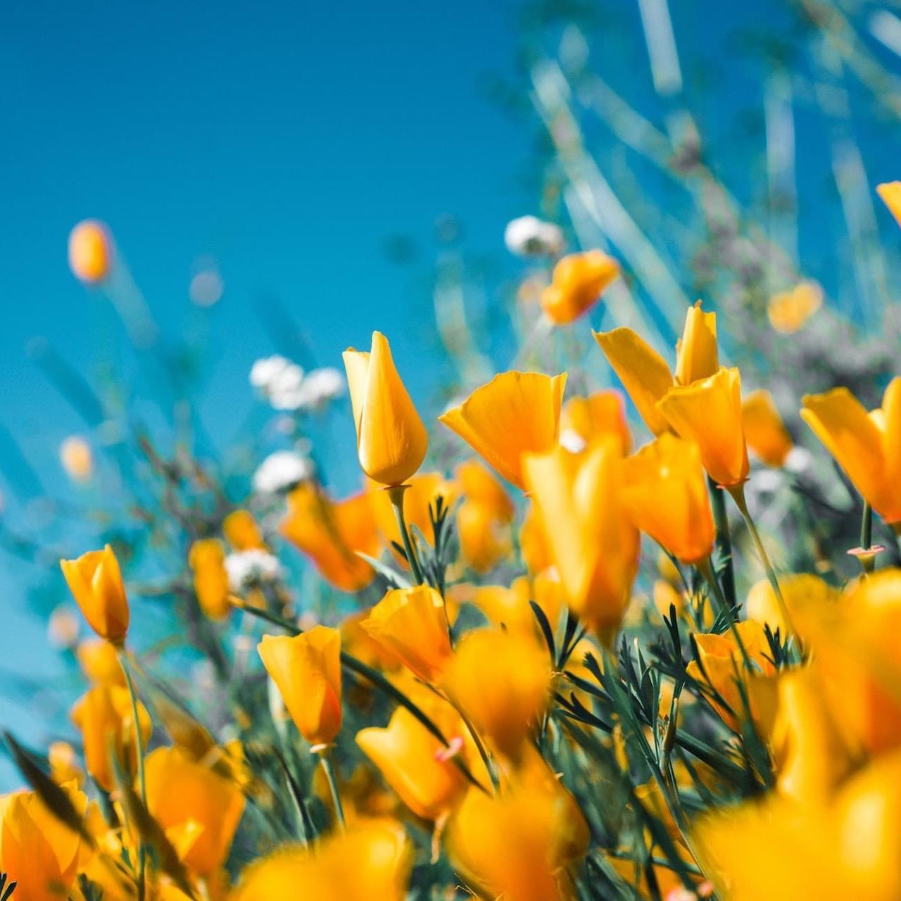 Spring into action with the latest nonprofit news you can use in our March newsletter: https://bit.ly/DGD-spring-2023 or via our link in bio @doinggoodagency