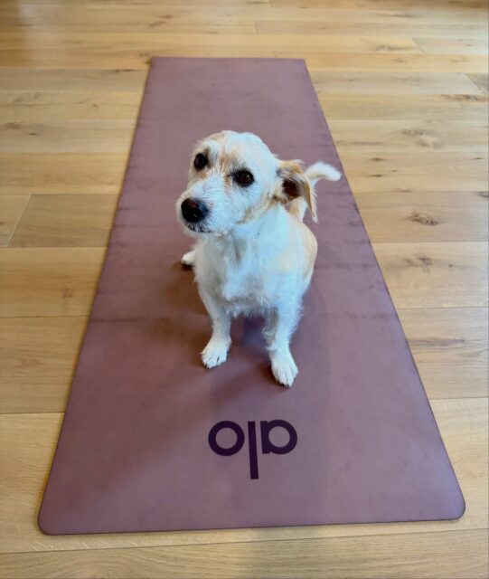 A shout out and thank you to our Senior Director, @sarahlesh_ for leading us through our first virtual Pilates class 🧘🏻‍♀️ It was a much-needed break for our team as we are in the thick of it all with email builds, QA, #GivingTuesday and end-of-year digital campaigns!